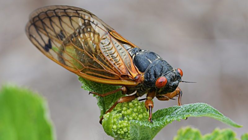 cicadas