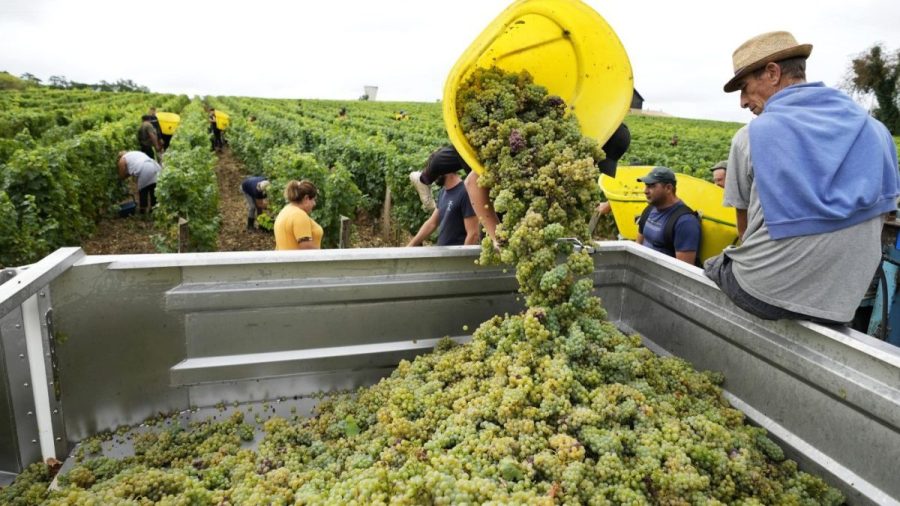 Workers collect white grapes of sauvignon in the Grand Cru Classe de Graves of the Château Carbonnieux, in Pessac Leognan, south of Bordeaux, southwestern France. (AP Photo/Francois Mori)